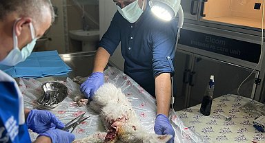 Aracın çarptığı kediye veterinerden müdahale