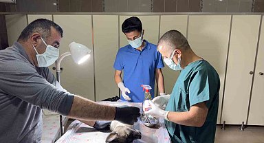 Aracın çarptığı yavru köpekler için zamanla yarış