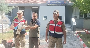 Aralık ilçesinde bulunan leylek koruma altına alındı