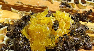 Ardahan'da bal sağımı devam ediyor