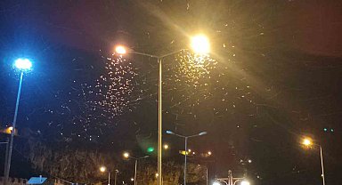 Ardahan'da kelebeklerin "ölüm dansı" devam ediyor