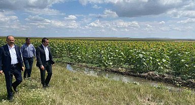 Arpaçay'da ayçiçekleri açtı