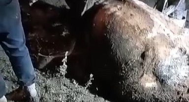 Bataklığa saplanan inek uzun uğraşlar sonucunda kurtarıldı