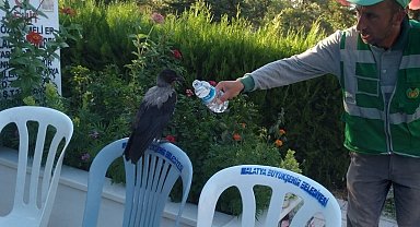 Baygın bulduğu kargayı lokumla besledi