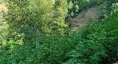 Bingöl'de 18 bin kök kenevir bitkisi ele geçirildi