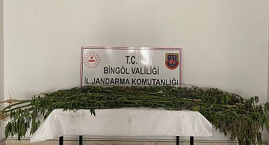 Bingöl'de 3 farklı noktada bin 939 kök kenevir bitkisi ele geçirildi