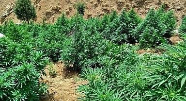 Bingöl'de 5 bin kök kenevir bitkisi ele geçirildi