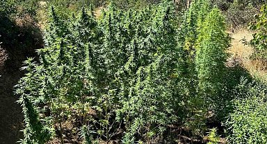 Bingöl'de dere yatağında 285 kök kenevir ele geçirildi