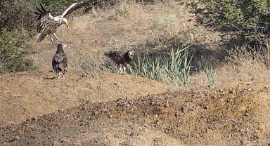 Bingöl'de küçük akbaba görüntülendi