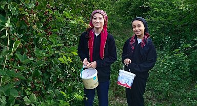 Böğürtlen kanser başta olmak üzere birçok derde deva!