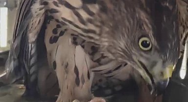 Çakır kuşuna şefkat eli