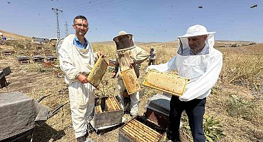 Cilo Dağı'nın eteklerinde bal bereketi: Kovan kovan bal sağımı başladı