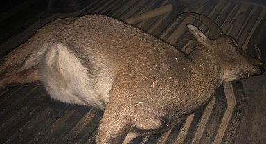 Dağ keçisi avına 694 bin lira para cezası