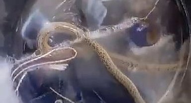 Derecik ilçesinde çamaşır makinesinden yılan çıktı