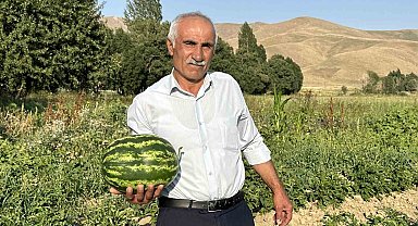 Diyarbakır karpuzuna Yüksekova'dan rakip
