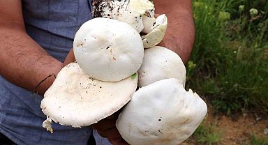 Doğadan toplanan mantarlara dikkat