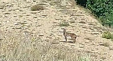 Doğanın özel avcısı 'Vaşak' Tunceli'de görüntülendi