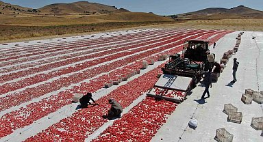 Dünya sofralarını Elazığ süslüyor: Tonlarca domates ihraç ediliyor