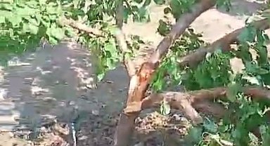 Elazığ'da etkili olan fırtına ağaçları ikiye böldü