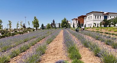 Elazığ'da gençlerden lavanta yatırımı: 3 yılda 1,5 ton hasat başarısı