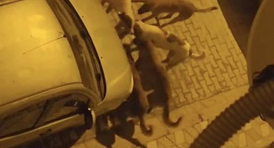 Elazığ'da sokak köpekleri kediyi parçaladı