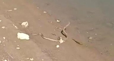 Elazığ'da yılanın balık avı kamerada