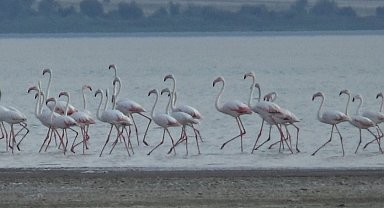 Erçek Gölü flamingoların gelişiyle renklendi