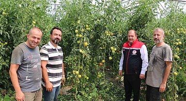 Erzincan, domates ve salatalıkta bölgeyi besliyor