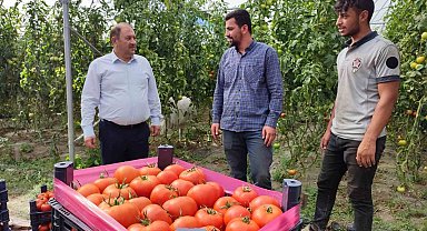 Erzincan domatesi çevre illerde sofraları süslüyor