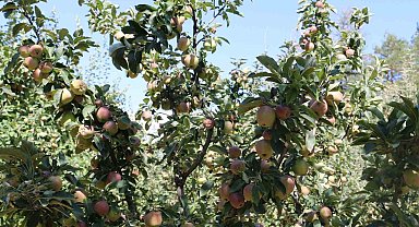 Erzincan Ovası bu yıl yüksek rekolte ile çiftçinin yüzünü güldürüyor