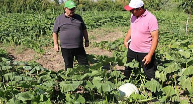 Erzincan tarım sektörü, renkli görüntülere sahne oluyor
