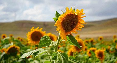 Erzincan'da ayçiçeği tarlaları sarının her tonuyla güneşi kıskandırıyor