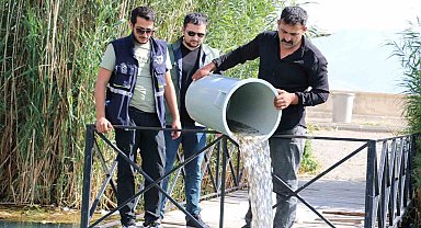 Erzincan'da barajlara 560 bin sazan balığı bırakıldı