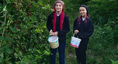 Erzincan'da böğürtlen hasadı başladı