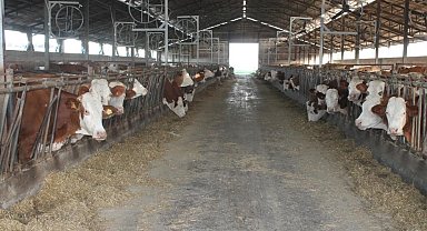 Erzincan'da buzağı desteği için başvurular başlıyor