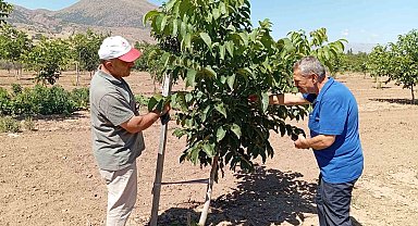 Erzincan'da ceviz yetiştiriciliği artıyor