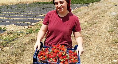 Erzincan'da ikinci çilek hasadı başladı