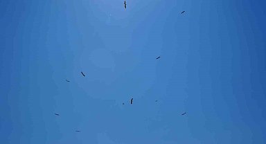 Erzincan'da leyleklerin erken göçü