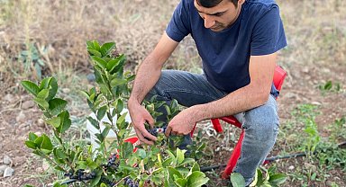 Erzincan'ın ilk aronya bahçeleri meyvelerini verdi