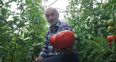 Erzurum'un dev domatesleri