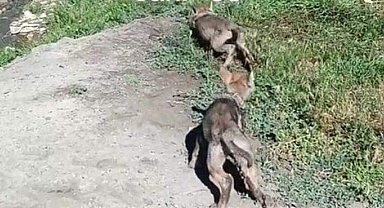 Evinde kurt yavrusu besleyen bir kişiye 26 bin 839 lira cezai işlem uygulandı