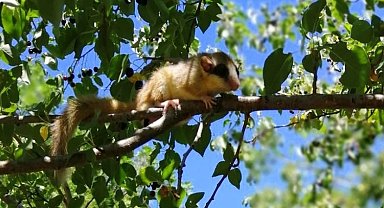 Görülmesi en zor canlılardan yediuyur Erzincan'da görüntülendi
