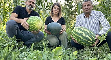 Hem öğretmen hem de çiftçi: Yetiştirdiği karpuzlar 20 kiloya ulaştı