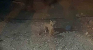 Her akşam evinin bahçesine gelen tilkiyi elleriyle besliyor