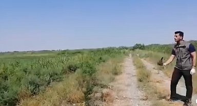 Iğdır'da yaralı halde bulunan kerkenez kuşu koruma altına alındı