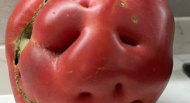 İnsan yüzünü andıran domates hayrete düşürdü