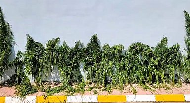 Jandarmadan kenevir operasyonu