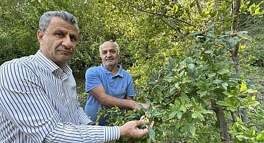 Japonya'nın muşmula meyvesi Yüksekova'da yetişti