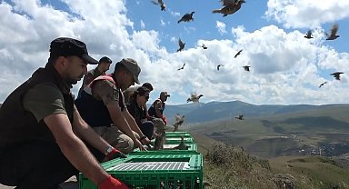 Karaçay Kanyonuna 200 kınalı keklik salındı