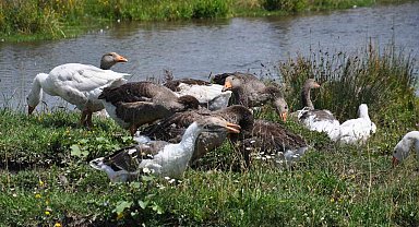 Kars mutfağının olmazsa olmazı kazlar besiye alındı